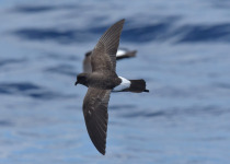 New Zealand Storm Petrel