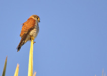 Newton's kestrel