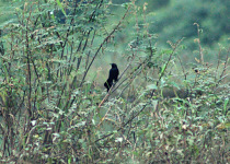 Nicaraguan Grackle