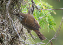 Niceforo's Wren