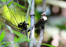 Nicobar jungle-flycatcher