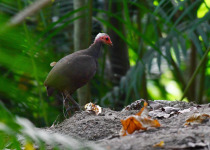 Nicobar megapode
