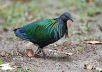 Nicobar pigeon