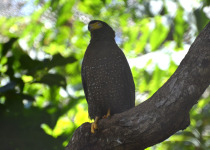Nicobar serpent eagle