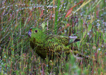 Night Parrot