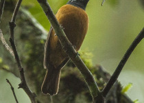 Nilgiri flycatcher
