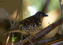 Nilgiri thrush