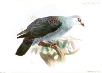 Nilgiri wood pigeon