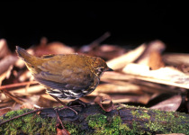 Noble Antpitta