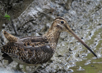 Noble Snipe