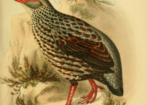 Noble Spurfowl
