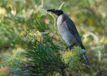 Noisy Friarbird