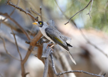 Noisy Miner