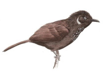Nonggang Babbler