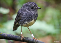 North Island Robin