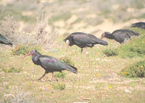 Northern Bald Ibis