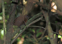 Northern Barred-Woodcreeper
