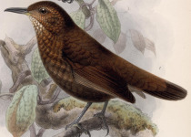 Northern Barred-Woodcreeper