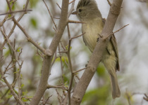 Northern Beardless-Tyrannulet