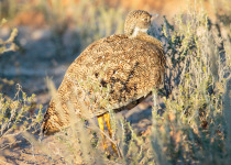 Northern Black Korhaan