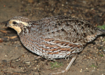 Northern Bobwhite