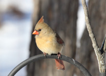 Northern Cardinal