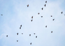 Northern Carmine Bee-eater