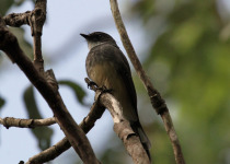 Northern Fantail