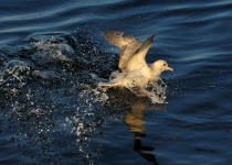 Northern Fulmar