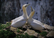 Northern Gannet