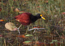 Northern Jacana