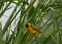Northern Masked Weaver