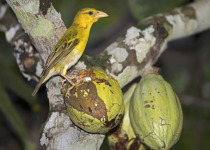 Northern Masked Weaver