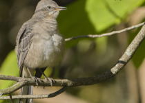 Northern Mockingbird
