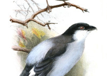 Northern Puffback