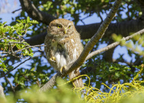 Northern Pygmy Owl