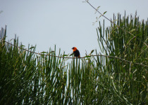 Northern Red Bishop