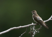 Northern Rough-winged Swallow
