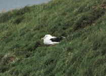 Northern Royal Albatross