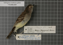 Northern Scrub-Flycatcher