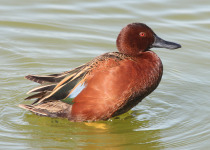 Northern Shoveler