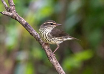 Northern Waterthrush