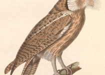 Northern White-faced Owl