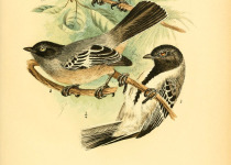 Northern White-winged Tit