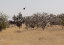 Nubian Bustard