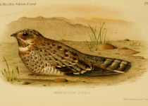Nubian Nightjar