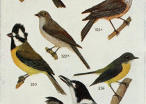 Nullarbor Quail-thrush