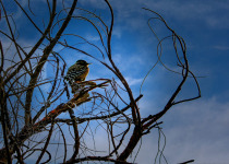 Nuttall's Woodpecker