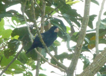Nutting's seedeater