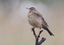 Nyasa Pipit